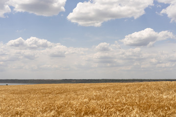 Wheat field of ripe wheat against the blue sky and beautiful clouds.