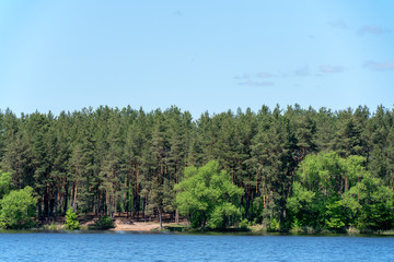 Хвойный бор на берегу реки Волга.