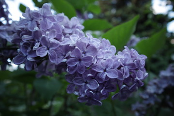 blue flowers of lilac