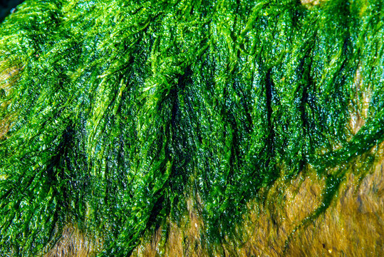 sea lettuce, alga, of the Baltic sea