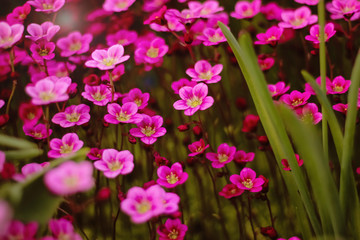 Fototapeta premium Soft and blur conception.Beautiful pink and blue flowers small size blooming in the garden close up on the background of green grass and leaves with sun light in the middle