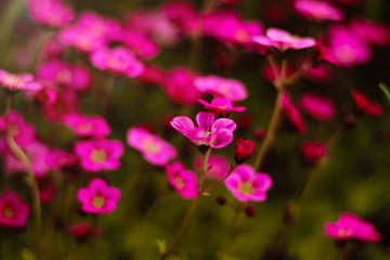 Fototapeta premium Soft and blur conception.Beautiful pink and blue flowers small size blooming in the garden close up on the background of green grass and leaves with sun light in the middle