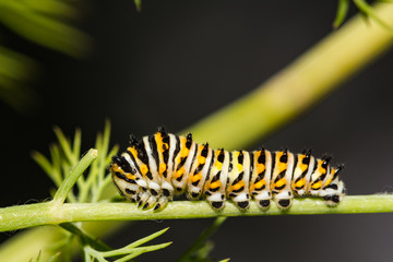 Black Swallowtail Caterpillar (Papilio polyxenes)