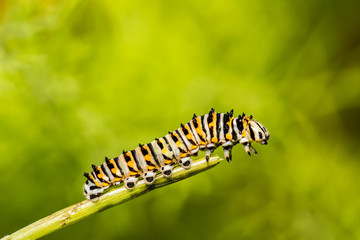 Black Swallowtail Caterpillar (Papilio polyxenes)