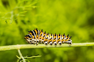 Black Swallowtail Caterpillar (Papilio polyxenes)