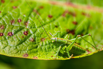 Grashüpfer in grüner natürlicher Umgebung gut getarnt auf einem Blatt auf Nahrungssuche