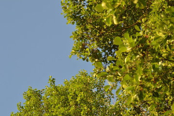 Against the background of the morning sky green foliage of trees.