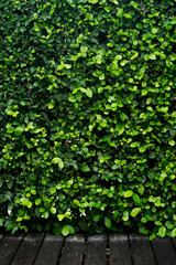 green leaves background