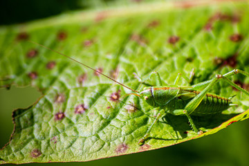 Grashüpfer in grüner natürlicher Umgebung gut getarnt auf einem Blatt auf Nahrungssuche