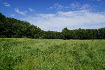 Sonnige, grüne Panoramalandschaft mit Wiese und Wald unter weißen Wolken und blauem Himmel