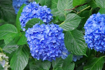 アジサイ