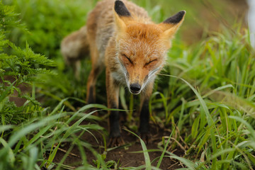 fox on the island