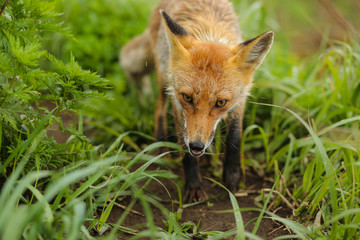 Fototapeta premium fox on the island