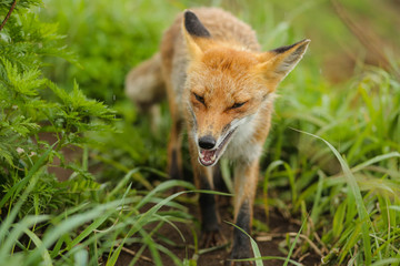 fox on the island