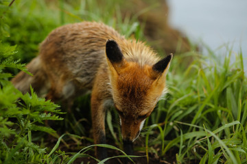 fox on the island