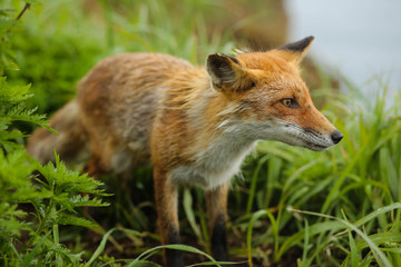 fox on the island
