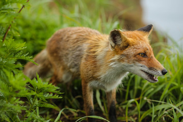 fox on the island