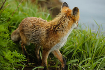 fox on the island