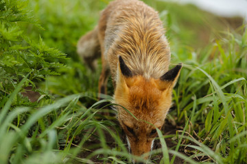 fox on the island