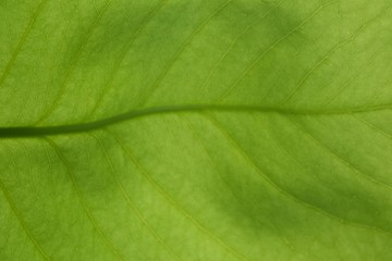 close-up light green leaf texture background