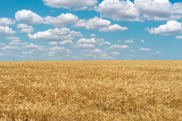 Wheat field of ripe wheat against the blue sky and beautiful clouds.