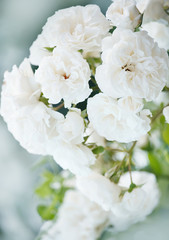 Lush blooming tea white roses. Close-up.