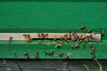 Bienen am Bienenstock im Kreis Hassberge, Unterfranken