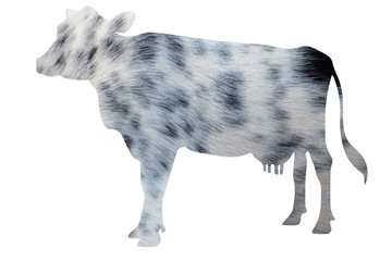 Cow skin illustration 