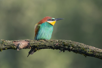Birdlife, closeup of European bee eater (Merops apiaster)