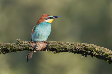 Fototapeta premium Birdlife, closeup of European bee eater (Merops apiaster)