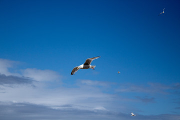 Fototapeta na wymiar Low Flying Seagulls Over Porthmear Beach, St Ives, Cornwall 