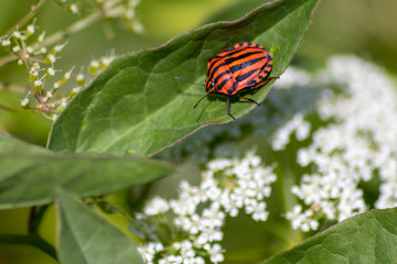 Rot-schwarz-gestreifte Feuerwanze  auf einem grünen Blatt im Frühling genießt die Sonne im Garten