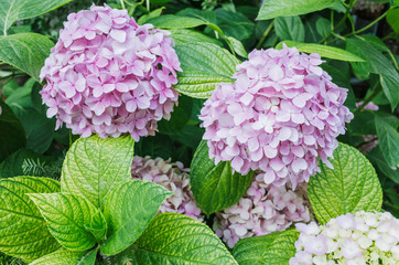 pink hydrangea flower blooming in summer