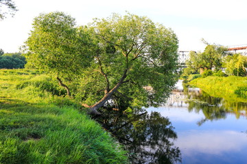 beautiful daytime summer forest landscape