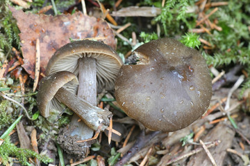 Entoloma vernum, commonly called early spring entoloma or pinkgill mushroom, growing wild in Finland