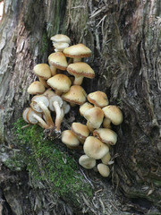 Kuehneromyces mutabilis (synonym: Pholiota mutabilis), commonly known as the sheathed woodtuft