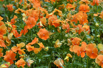 field of orange flowers