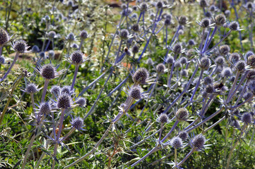 field of thistle