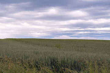 Feld mit Korn und bewölktem Himmel