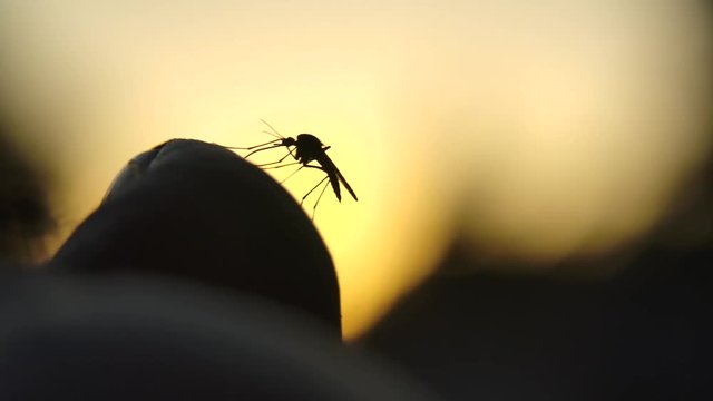 Single Aedes mosquito climbs to peak of finger to bite. Copy space silhouette