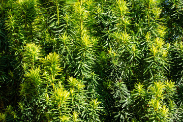 New bright green with yellow stripes foliage on yew Taxus baccata Fastigiata Aurea (English yew, European yew) in spring garden as natural background. Selective focus. Nature concept for design