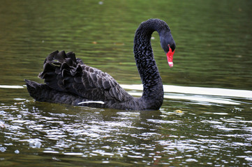 Naklejka premium black swan on water