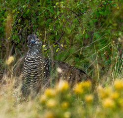 Dusky grouse (Dendragapus obscurus) in grass