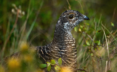 Dusky grouse (Dendragapus obscurus) in grass