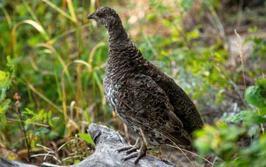 Dusky grouse (Dendragapus obscurus) on log