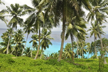 Obraz na płótnie Canvas Sea view from the palm jungle in La Digue island, Seychelles, Africa