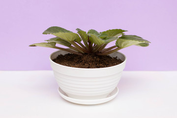 Houseplant in a white pot is on the table