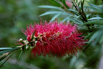red flower of Callistemon tropical plant