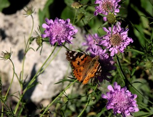 lila flowers of Scabiosa Caucasica close up