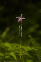 Endemic Flower SriLanka